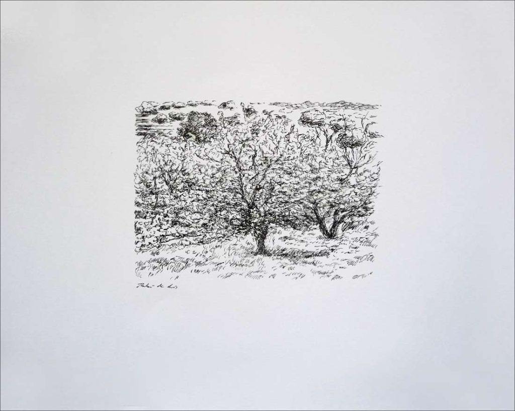Dibujo a plumilla de un paisaje de cerezos en el Valle del Jerte, Cáceres del pintor Rubén de Luis