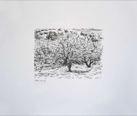 Dibujo a plumilla de un paisaje de cerezos en el Valle del Jerte, Cáceres del pintor Rubén de Luis