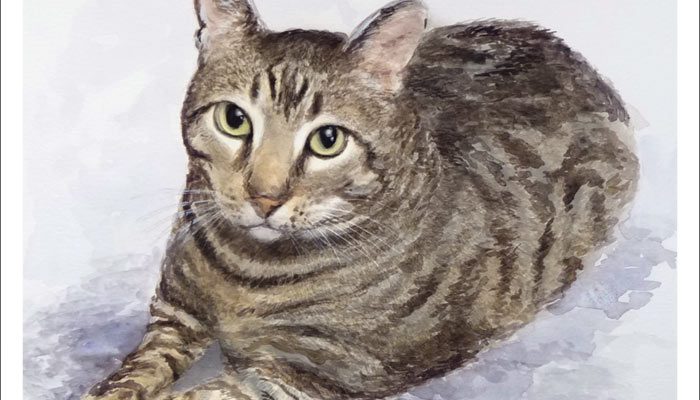 Retrato de un gato en acuarela
