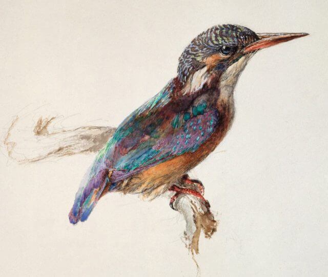 Dibujo y acuarela de un Martín pescador realizado por John Ruskin.
