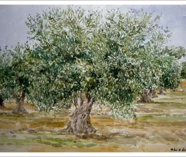 El olivo, acuarela