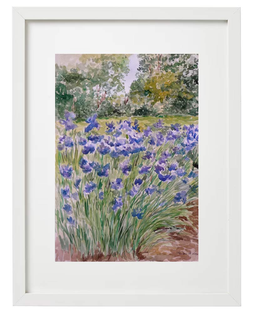 Cuadro en acuarela de unos lirios en un paisaje pintado por Rubén de Luis Cuadro en acuarela de unos lirios azules con un marco en blanco.