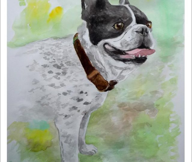 Acuarela de un bulldog francés realizada por encargo a partir de una foto.